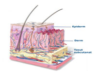 Celule din piele, transformate in nervi