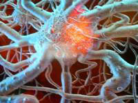 Regenerarea nervilor spinali este posibila