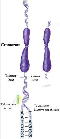 telomeraza