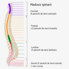 Definirea nivelului leziunii maduvei spinarii